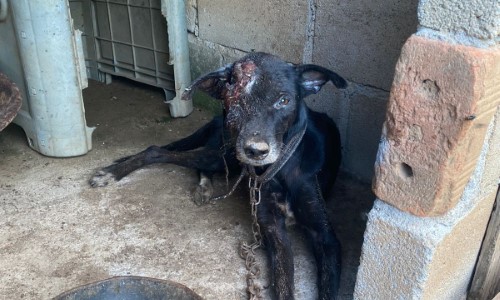 Idosa é presa em flagrante por maus tratos a animal em Barra do Piraí